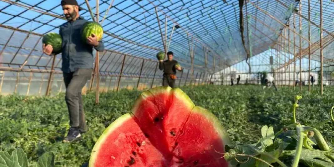 Yaz demek ‘Karpuz’ demek! Antalya’da yüzleri güldüren ilk hasat yapıldı 3